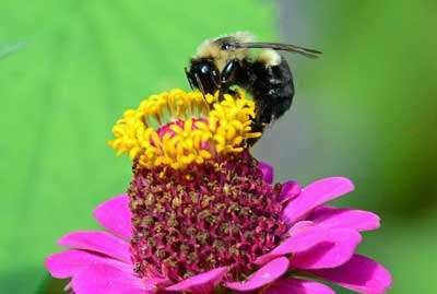 Image of a bee on a flower