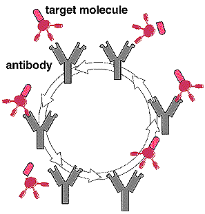Diagram of catalytic antibodies