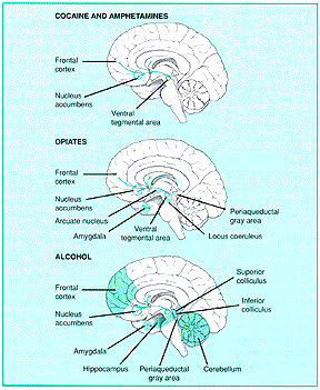 Illustration showing reward pathways in the brain