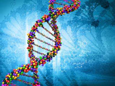 DNA molecule