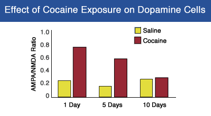 Graph showing effects of cocaine exposure on dopamine cells