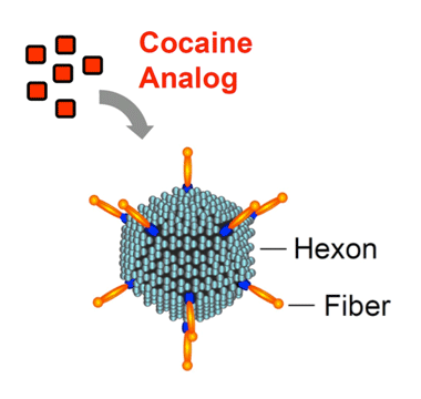 A schematic drawing shows a cocaine analogue molecule attaching to an adenovirus. The adenovirus consists of a hexon and fibers.