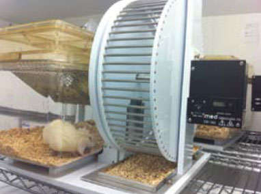 Photo shows a white rat in a glass cage with access to a running wheel that is attached to a monitoring computer