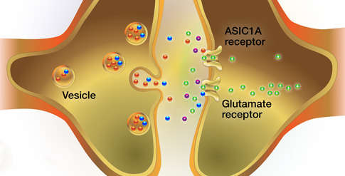 Schematic showing a vesicle, ASIC1A receptor, and glutamate receptor