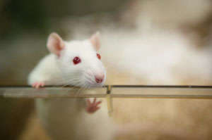 This photograph shows a white rat peering over the top of a glass cage.
