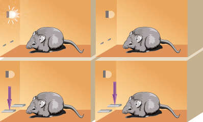 illustration of rat lever pressing during signal task and non-signal task - see caption
