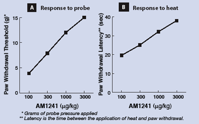 AM1241 Reverses Pain Responses in Sensitized Rats
