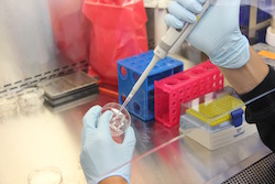 Photo of researcher working with a pipette under a hood