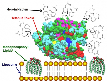 Diagram of the heroin vaccine portion of the heroin-HIV vaccine.  The heroin-haptens are attached to tetanus toxoid mixed with liposomes containing phosphoryl lipid A, which is potent adjuvant formulation used to induce high titer antibodie