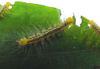 photo of caterpiller eating a coca leaf