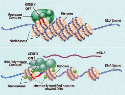 Illustration of nucleosomes - see caption