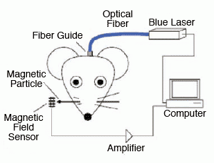 Illustration showing how optical stimulation of the brain is recorded using a computer and magnetic field sensor - see text