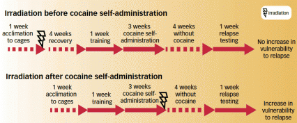 Schematic diagram shows the experimental protocol for administering irradiation before and after cocaine self-administration.