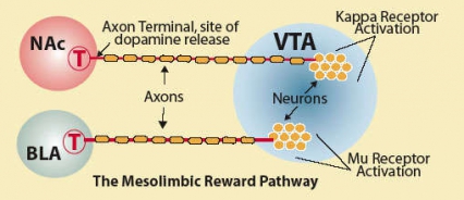illustration of the mesolimbic reward pathway - see caption