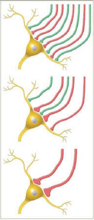 illustration of neuronal connections in synapses - see caption