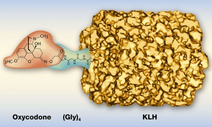 This illustration shows what the oxycodone vaccine looks like as it links oxycodone to tetraglycine [(Gly)4] and linking that to the protein keyhole limpet hemocyanin (KLH).