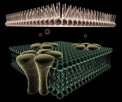 3D rendering of Ion channels on the membrane of a Cell.