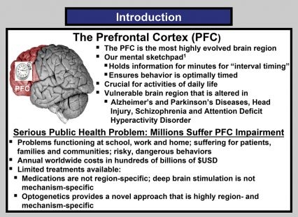 Introduction slide of Solder's presentation titled Prefrontal Cortex