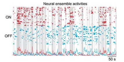 These plots show the ON (red) and OFF (blue) neural ensemble activities recorded by a head-mounted miniature microscope when a mouse freely explored another mouse. Gray bars represent the period when the mouse explored his environment including possible social interactions.