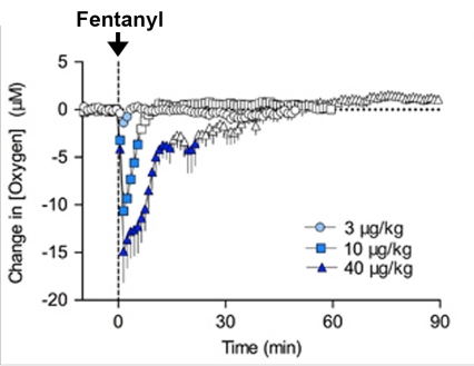 Brain oxygen levels change in rat brains with low doses of fentanyl