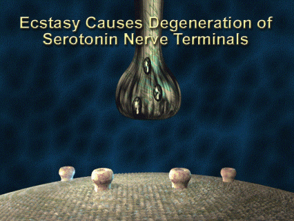 Ecstasy causes degeneration of serotonin nerve terminals