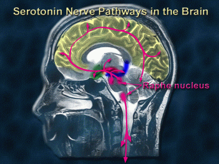 How does ecstasy work: serotonin pathways in the brain