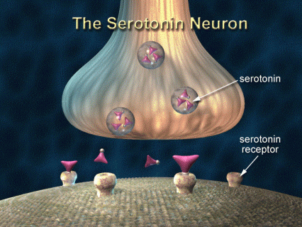 The serotonin neuron: the major target of ecstasy