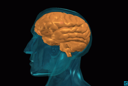 Introduction to the brain. Image of transparent head and non-transparent brain.