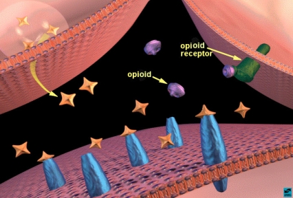 Opioids binding to opioid receptors in the nucleus accumbens: increased dopamine release