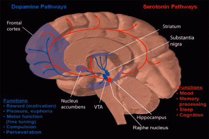 Brain regions and neuronal pathways