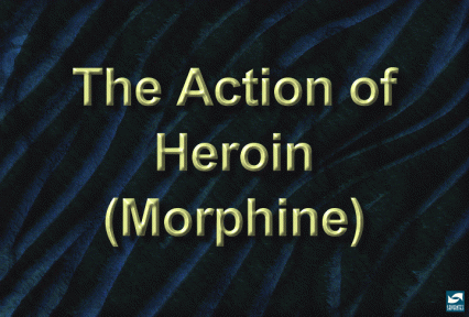 The action of heroin (morphine)