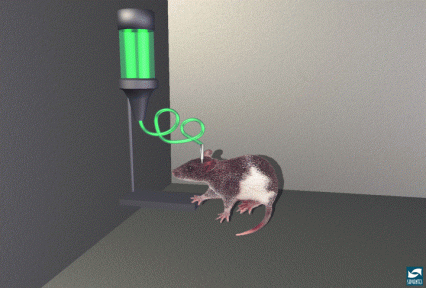 rat is self-administering heroin through a small needle placed directly into the nuclues accumbens.