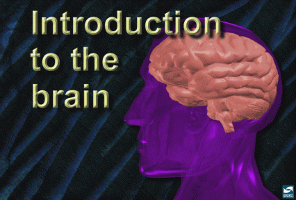 TEXT: Introduction to the brain. Image: purple outline of human head with brain in pink.