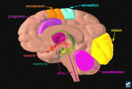 Brain regions and neuronal pathways. 