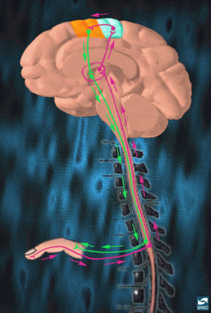Brain, spinal column and a finger showing pathway for sensation of pain and reaction of pain.