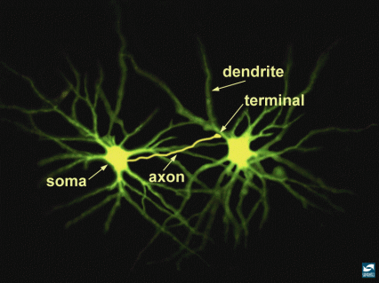 neuronal structure labeling a soma, axion, dendrite, and terminal.