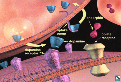 illustration of a synapse, using dopamine 