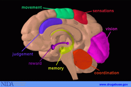 Brain regions and their functions
