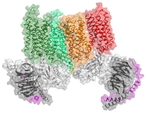Computer-generated image of cannabinoid receptors complex