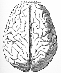 Antique Medical Illustrations | Human brain