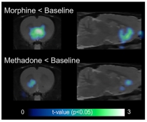 PET scan images in rats showing a much weaker ability of methadone than morphine to influence metabolic activity in the area of the nucleus accumbens. 