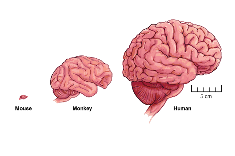 The figure shows graphic representations of the brains of a mouse, monkey, and human, drawn to scale. The mouse brain is the smallest, with a length of about 1.5 cm; the monkey brain has an approximate length of 10 cm; and the human brain is the largest with an approximate length of 16 cm. In addition, the mouse brain shows very little folding of its outer surface, and the human brain shows a greater extent of folding than the monkey brain.