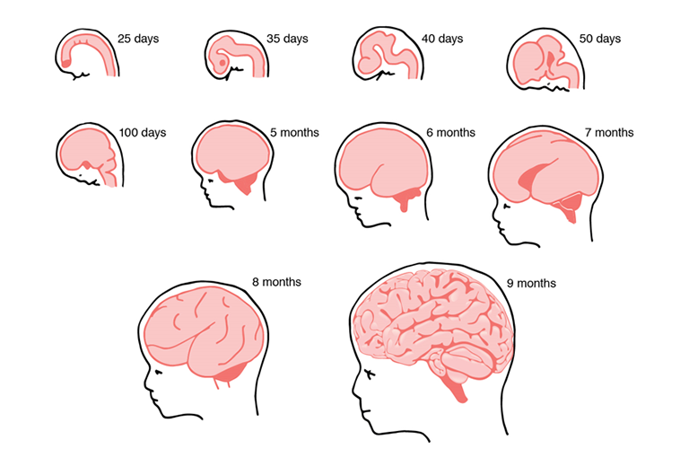 The figure shows a graphical representation of 10 stages of human brain development—at 25 days, 35 days, 40 days, 50 days, 100 days, 5 months, 6 months, 7 months, 8 months, and 9 months of fetal development. The images are not drawn to scale. At 25 days, the developing brain resembles a simple tube. At 35 days, the tube has expanded and is beginning to fold up. At 40 days, more folds appear in the tube-like brain structure. At 50 days, the front end of the tube enlarges and begins to form a “clump”. This process continues at 100 days. At 5 months, the fetal brain has grown and assumed the overall shape seen after birth, with different brain regions distinguishable, but a smooth outer surface. At 6 months, the first folds in the brain’s outer surface appear. At 7 and 8 months, the brain grows and the extent of folding of the brain surface increases. At 9 month, the characteristic folds of the human brain have appeared.