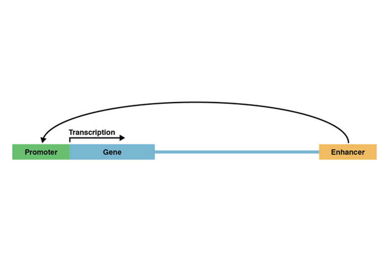 The figure shows a graphic representation of a gene and the regulatory elements in the DNA that control the gene’s expression. A green box represents a regulatory element called a promoter. It is located directly adjacent to the left of a blue box representing a gene. A black arrow above the “gene” box represents the start and direction of the first step of gene expression, called transcription. To the right of the “gene” box is a blue line representing other, unrelated DNA sequences. At the far right is a yellow box representing another regulatory element called an enhancer. An arrow points back from the enhancer to the promoter.