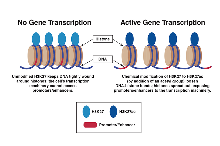 The figure shows two graphic representations of DNA and associated histone proteins. The panel on the left illustrates the configuration of DNA and histone proteins when no gene transcription occurs, and the panel on the right illustrates the configuration during active gene transcription. The DNA is represented by a dark blue line that is wrapped twice around brown cylindrical shapes representing the histone proteins. Short stretches of red in the DNA represent promoters and enhancers that control gene transcription. At the top of these DNA-histone complexes, light blue and dark blue ovals represent two forms of a specific histone protein, H3K27. In the left panel, light blue ovals represent normal H3K27. In this panel, the DNA-histone complexes are located close to each other, with the red promoter/enhancer sequences close to the histone cylinders and therefore inaccessible to other proteins required for transcription. This indicates that unmodified H3K27 keeps the DNA tightly wound around the histones, precluding gene transcription. In the right panel, dark blue ovals represent modified H3K27ac. In this panel the DNA-histone complexes are spaced further apart, with a free stretch of the blue DNA line and the red promoter/enhancer sections between the histone cylinders. This indicates, that a chemical modification—namely the addition of an acetyl group—to H3K27, which yields H3K27ac, opens up the DNA-histone complex and enables active gene transcription.