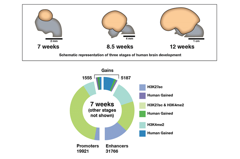 The top part of the figure shows three graphic representations of three stages of human development, namely at 7 weeks, 8.5 weeks, and 12 weeks. The developing brain is represented as a light-brown roundish or oval shape located on top of gray areas representing other fetal structures. Beneath each drawing is a bar to illustrate the scale of the drawing. The length of the bar represents 2 mm in the left panel, 4 mm in the middle panel, and 1 cm in the right panel. The brain at 7 weeks is about 1.5 mm in length; at 8.5 weeks, about 10 mm; and at 12 weeks, about 3 cm in length. The bottom part of the figure shows a circle illustrating the proportion of promoters and enhancers containing chemically modified histone proteins that indicate active gene transcription, measured in human brain at 7.5 weeks of development. The left half of the circle represents the findings for 19,921 promoters, and the right half represents the findings for 31,766 enhancers. Different color blocks in the circle represent the presence of specific chemical histone modifications. Light purple sections represent promoters and enhancers containing only H3K27ac, light green sections represent promoters and enhancer containing both H3K27ac and H3K4me2, and light teal sections represent promoters and enhancers containing only H3K4me2. A cut-out section at the top represents 1,555 promoters and 5,187 enhancers that contain higher levels of modified H3K27 and H3K4 in humans than in other species. Dark purple sections represent promoters and enhancers with higher levels of H3K27ac, dark green sections represent promoters and enhancers with higher levels of both H3K27ac and H3K4me2, and dark teal sections represent promoters and enhancer with higher levels of H3K4me2.