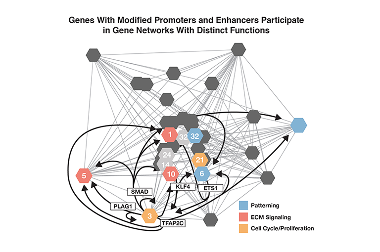 The figure shows a graphic representation of gene networks that in humans have higher levels of modified histones than in other species. Different-colored hexagons represent individual gene networks, or modules, that are connected with each other, as indicated by gray lines. Hexagons of the same color represent modules involved in similar functions. Orange hexagons represent modules involved in cell proliferation, red hexagons represent modules involved in extracellular matrix building, and blue hexagons represent modules involved in patterning. Light and dark gray hexagons have no assigned functions. Black arrows connect some of the modules with specific other modules. Text boxes list the names of transcription factors—SMAD, KLF4, ETS1, PLAG1, and TFAP2C—that mediate the interactions indicated by the black arrows.