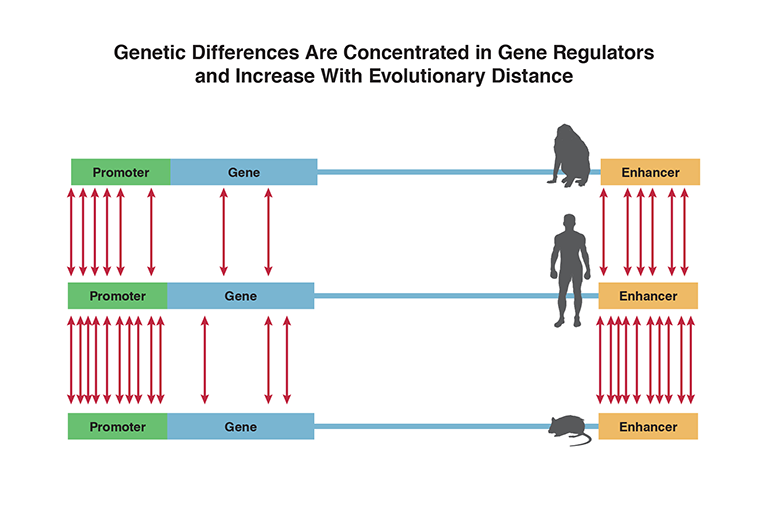 The figure illustrates genetic differences between human and monkey or mouse, respectively. The figure shows three copies of a gene structure with, from left to right, promoter (indicated as a green box), gene (indicated as a blue box), unrelated DNA (indicated as a blue line), and enhancer (indicated as a yellow box) also seen in slide 3. Silhouettes indicate the source of the DNA, with a monkey for the top line, a human for the middle line, and a mouse for the bottom line. Red double-headed vertical arrows indicate genetic differences between two neighboring organisms. More red arrows, indicating more genetic differences, are found in the regulatory regions—that is, promoter and enhancer regions—than in the gene regions. Moreover, there are more red arrows, indicating more genetic differences, between human and mouse than between human and monkey.