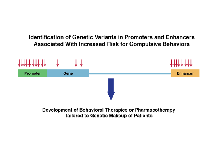 The figure shows the graphic representation of a gene and its regulatory sequences as described before, with, from left to right, a promoter (green box), the gene itself (blue box), unrelated DNA sequences (blue line), and enhancer (yellow box). Red vertical arrows above the gene represent genetic variants between individuals that may be associated with increased risk of compulsive behaviors. The arrows are clustered above the promoter and enhancer regions, and only a few are found over the gene region. A large blue downward arrow indicates that these findings may lead to the development of behavioral therapies or pharmacotherapy that is tailored to the genetic makeup of the patient.